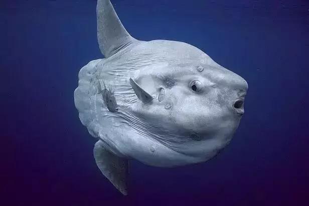 西南最大免费公园,西南片区最大公园