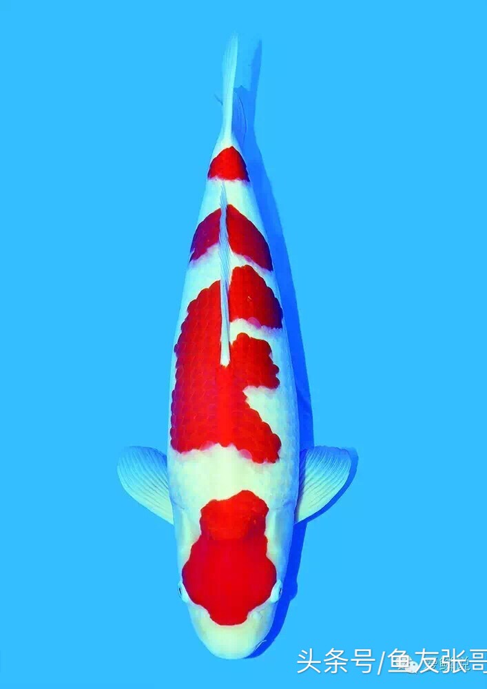 锦鲤鱼交叉感染掉鳞烂肉怎么治疗,锦鲤鱼烂肉用甲硝唑撒鱼缸行吗