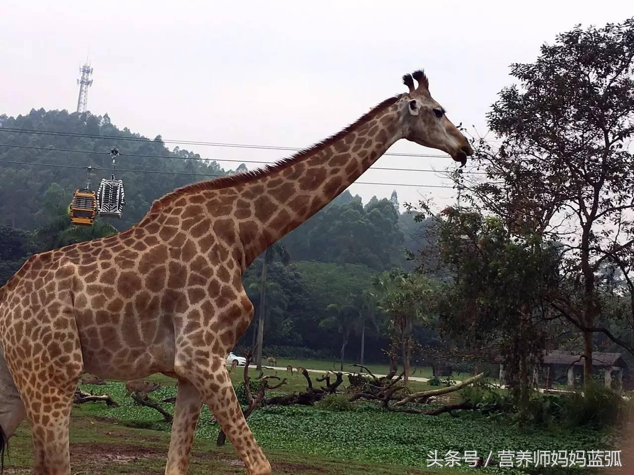 暑假长隆海洋王国游玩感受,海洋王国好玩还是长隆野生动物园