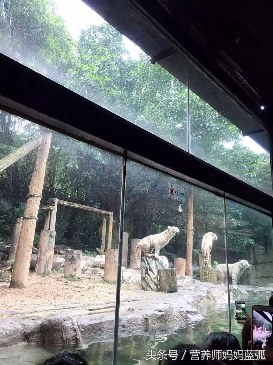 亲子游|井柏然推荐，长隆野生动物世界和海洋王国深度游记！