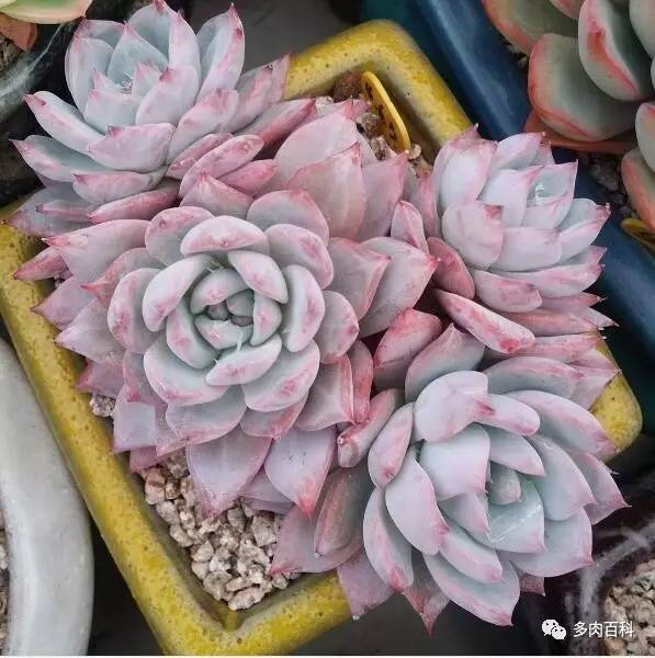 多肉盆麦饭石,多肉植物配土需要用火山岩吗