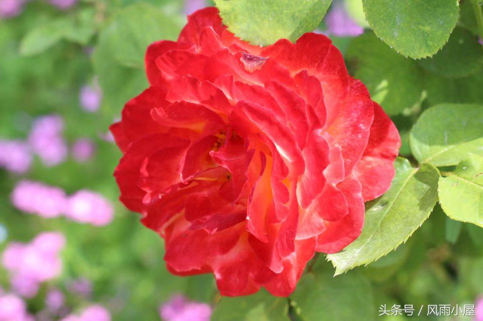 扬州花木市场,扬州阿波罗花木市场现在还在开吗