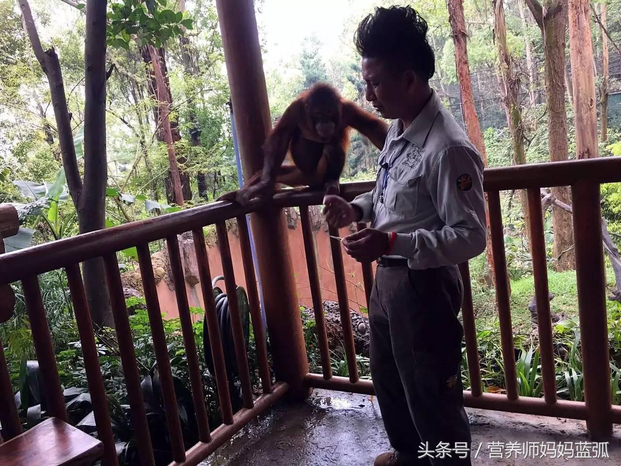 暑假长隆海洋王国游玩感受,海洋王国好玩还是长隆野生动物园