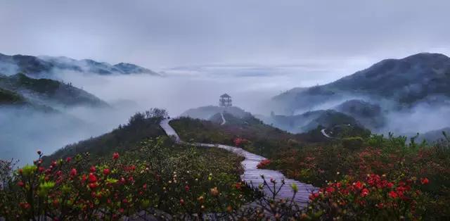 浏阳大围山杜鹃花旅游攻略,湖南浏阳大围山杜鹃花节一日游