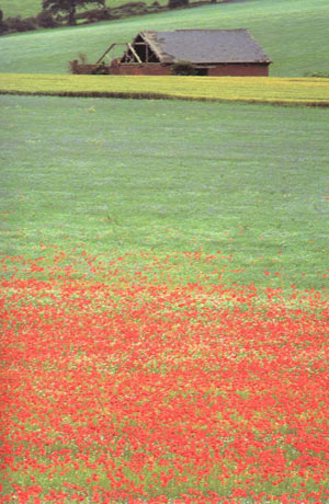 构图讲解全集,浅谈摄影作品中的构图