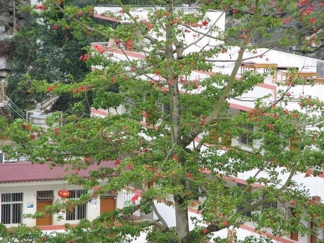 田东大石山区有个别墅村，蔬菜种在屋顶上