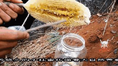 云南大森林蜂蜜好吗,云南热带雨林天然野生蜂蜜