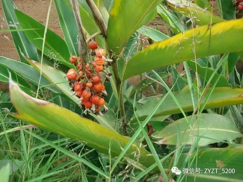 安胎药配方大全,安胎药古方