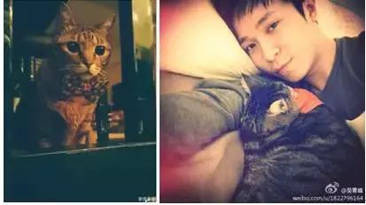 古牧真的很难养吗,古牧被遗弃了