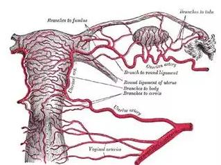 卵巢囊肿的b超描述,卵巢生理性囊肿的b超影像