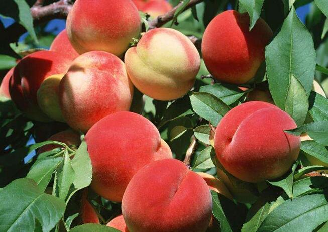 民间传说找媳妇的故事全集,民间故事找媳妇第四集内容