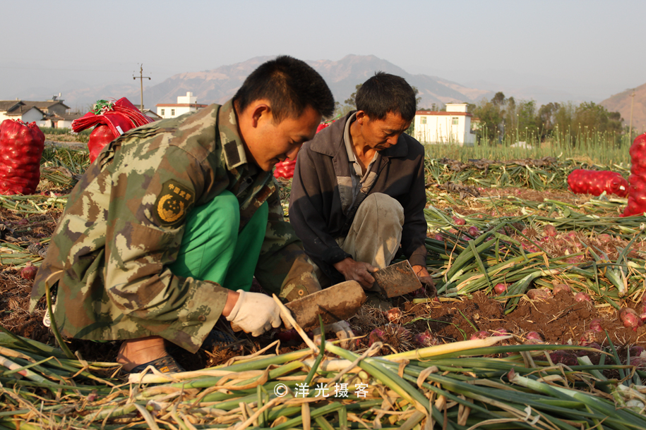 菜贱伤农的原因和对策,简要分析菜贱伤农和菜贵伤民现象