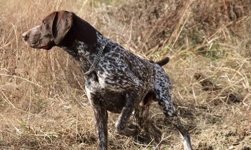 世界名犬波音达猎犬,德国波音达犬和英国波音达犬