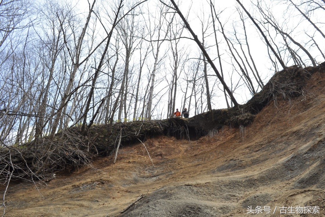 日本发现的恐龙化石,日本恐龙化石