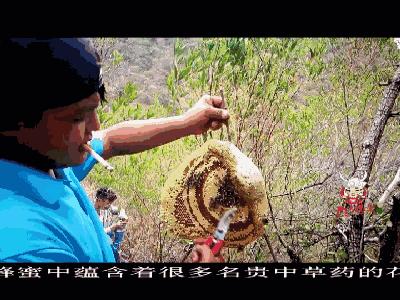 云南大森林蜂蜜好吗,云南热带雨林天然野生蜂蜜