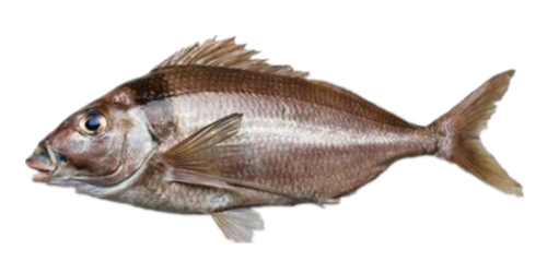 新西兰海产干货,新西兰海珍品