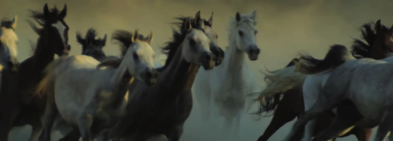 领航未来公司宣传视频,领航者领未来