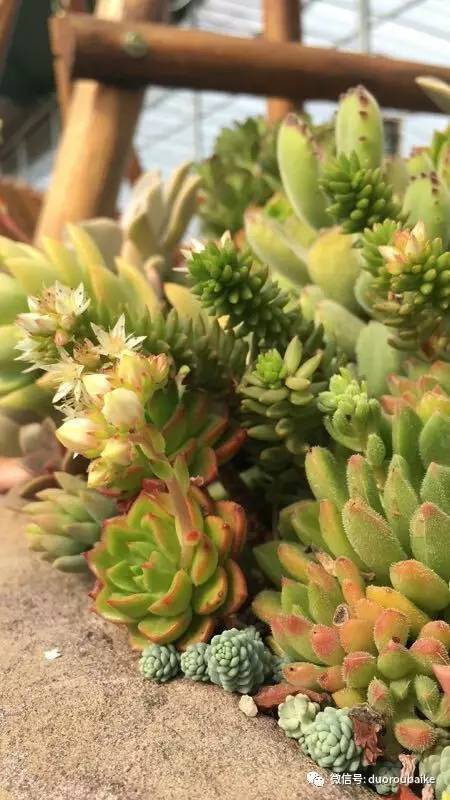 如何拒绝多肉伸手党,多肉伸手的正确方式