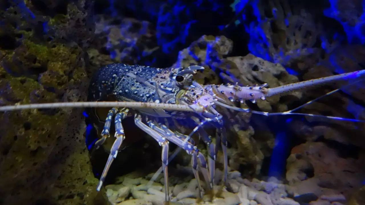 大连东北路有什么好玩的,大连哪里的海岸好玩