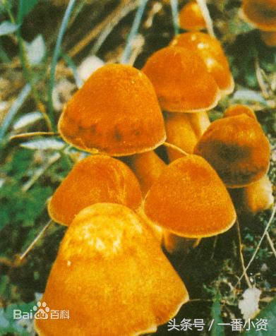 盘点一些毒蘑菇,剧毒蘑菇千万别碰