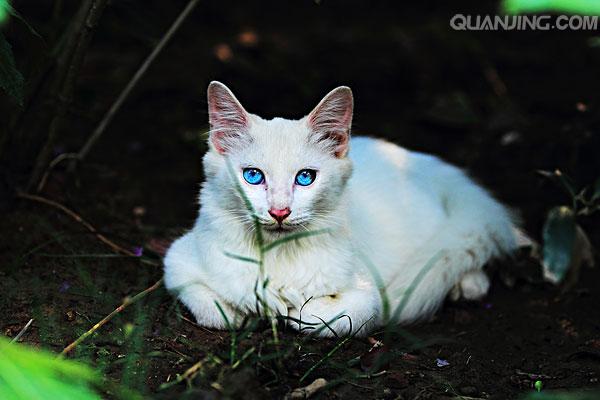 紫霜,紫霜逆水寒