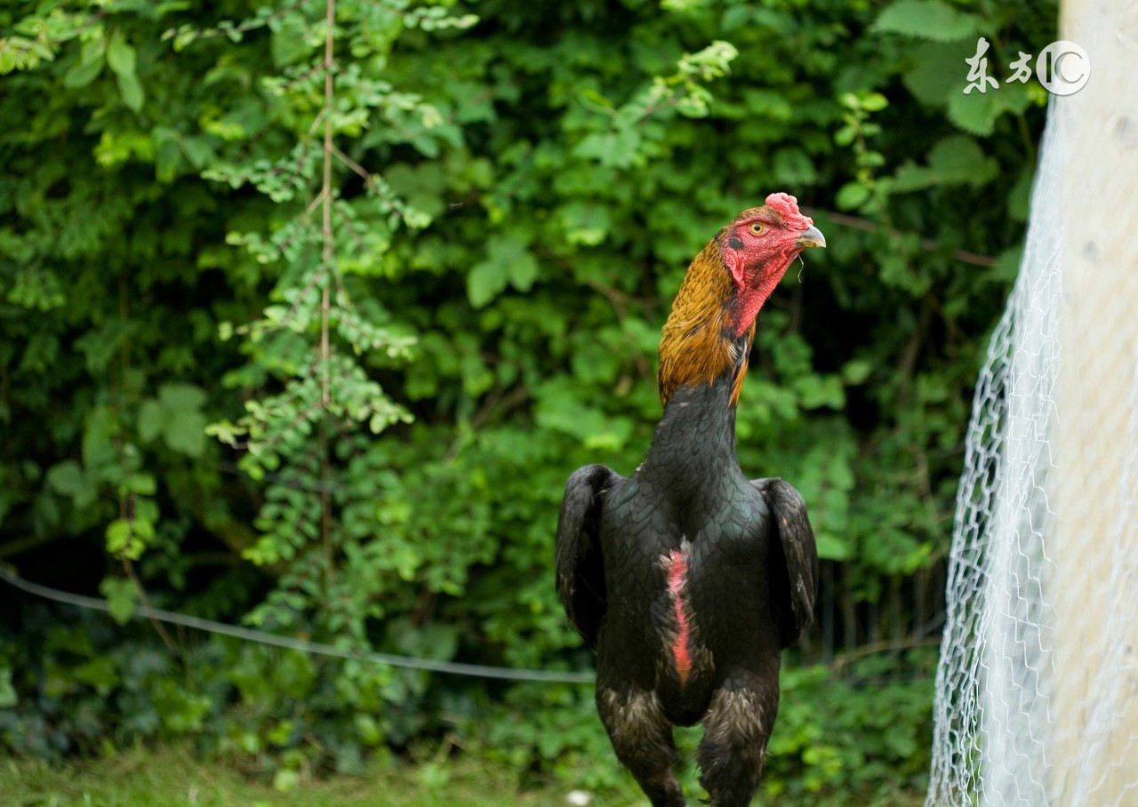 小鸡受凉还能养吗,小鸡需要预防什么病