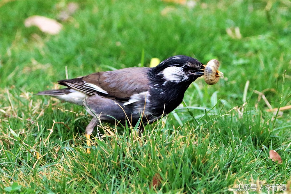 灰掠鸟大餐白土蚕