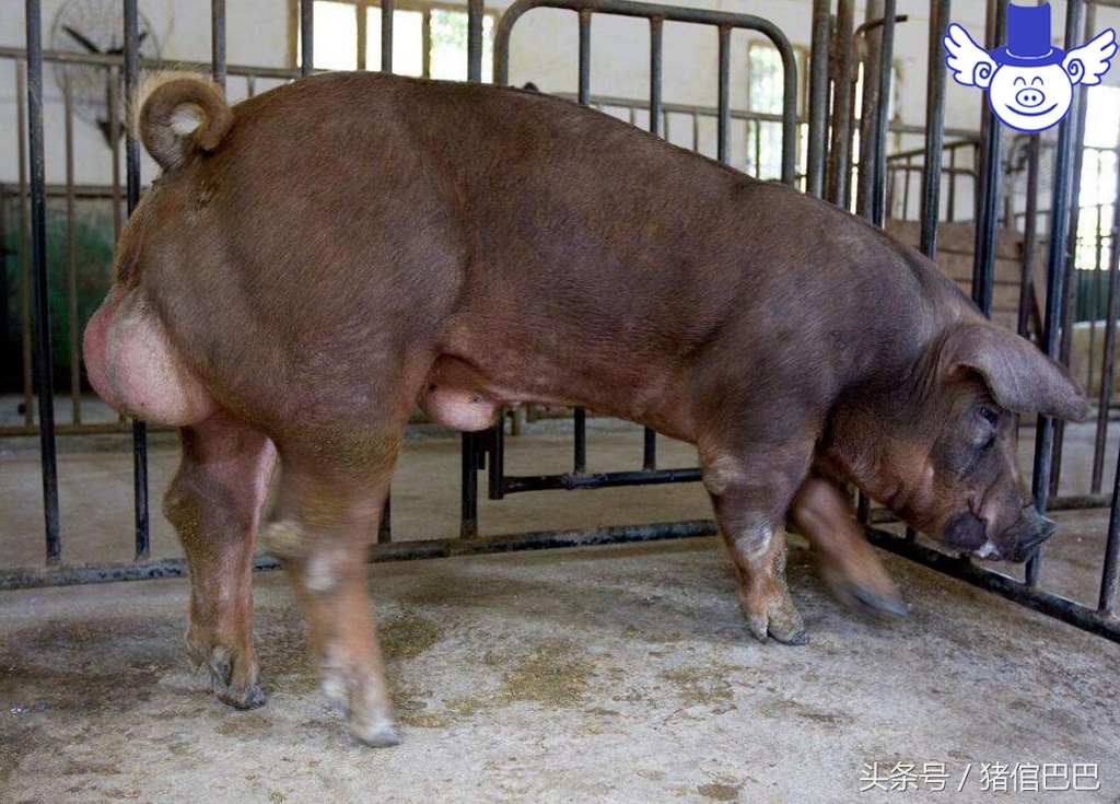 猪吃泔水中毒,泔水喂猪中毒