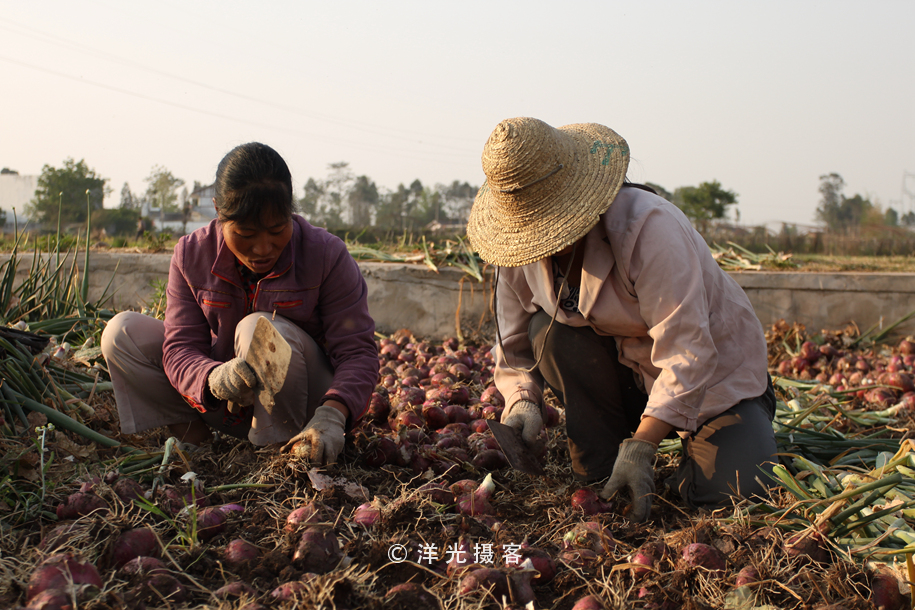 菜贱伤农的原因和对策,简要分析菜贱伤农和菜贵伤民现象