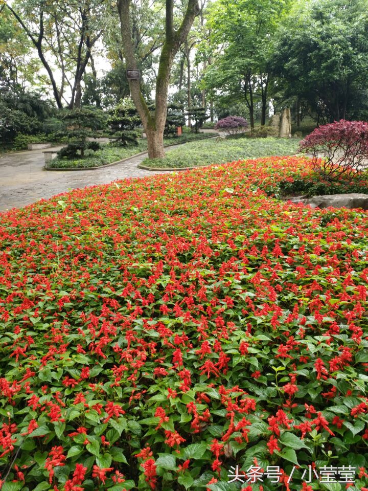 重庆龙缸景区偶遇外国人,重庆望远鹅岭公园视频