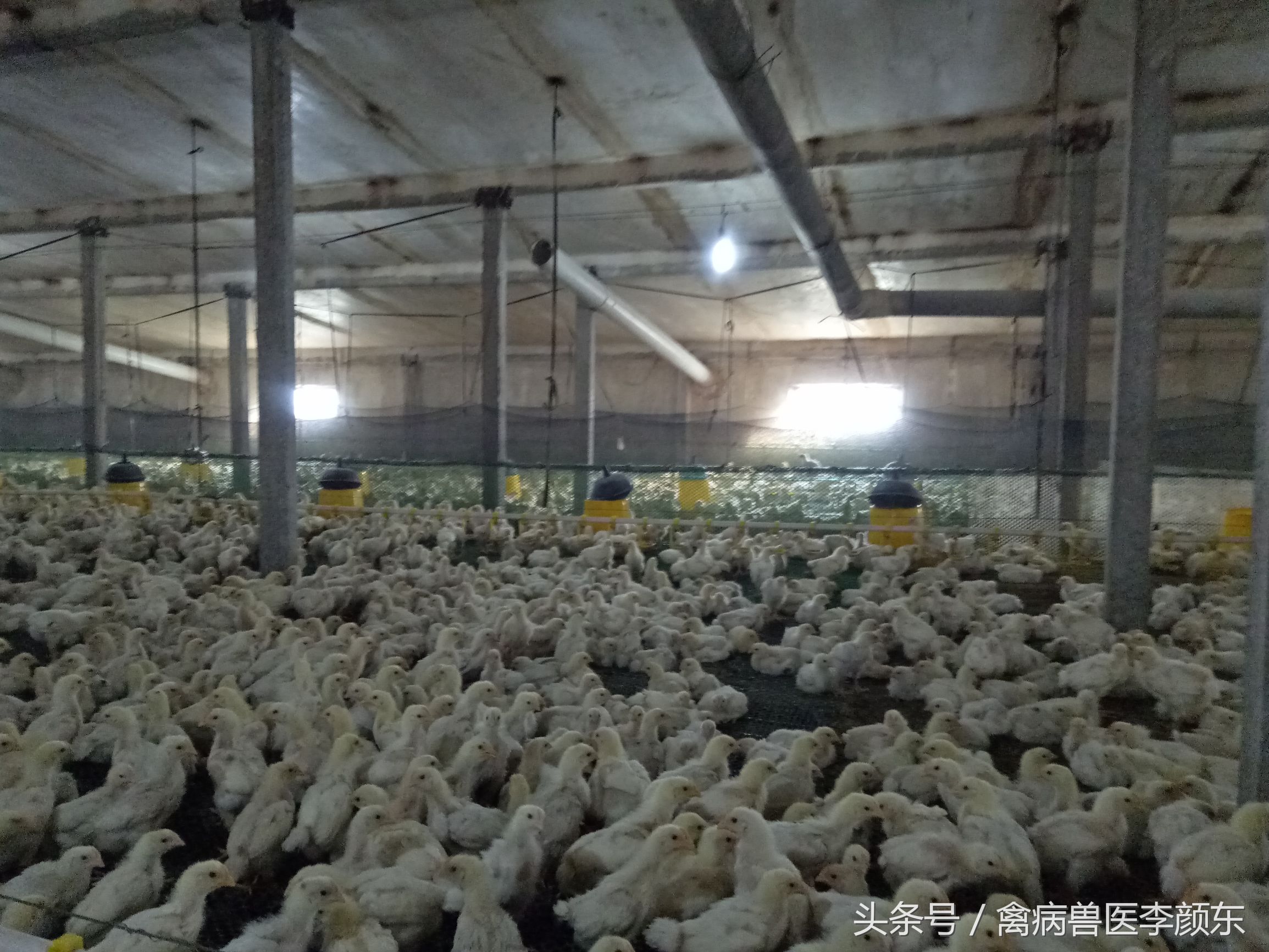 鸡支气管栓塞防治方法,鸡支气管栓塞有什么症状