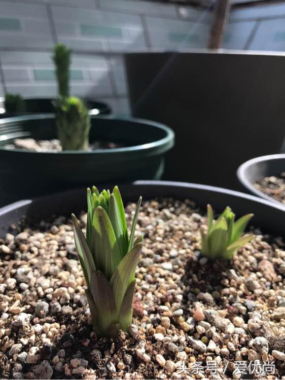 百合花怎么养最合适,百合花怎么养最好