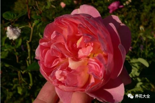 最美最高端的30款月季 (十种绝美的月季)