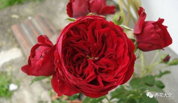 最美最高端的30款月季 (十种绝美的月季)