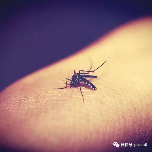 是谁?一口下去浑身水疱,奇痒难忍还不敢挠!一瓶好物要常备!