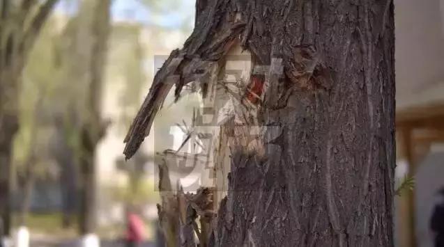 大庆庆丰小学是重点小学吗,大庆庆风小学