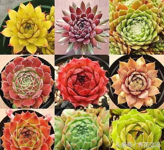 多肉植物以前丢路边都没人要,为什么现在的年轻人抢着买?