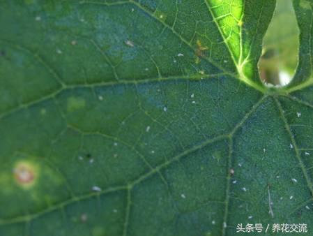 花卉长了蚜虫怎么治疗呢,花卉长蚜虫了怎么办