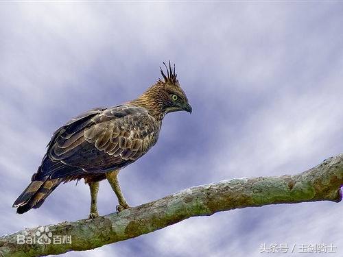 平头哥怕哪种蟒蛇的毒,可以杀掉平头哥的蟒蛇排名