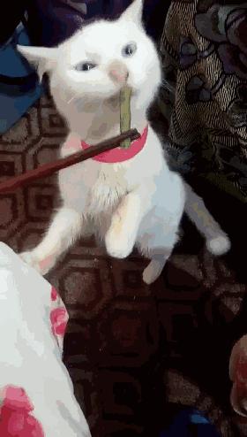 喵主子很烦恼,御赐铲屎官之喵主子们的烦恼