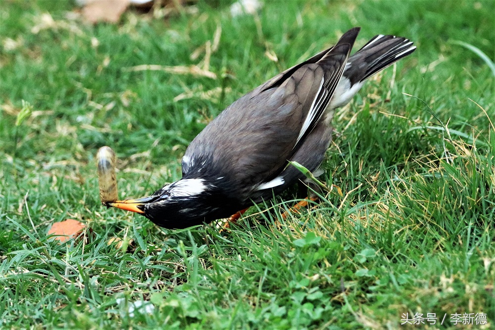 灰掠鸟大餐白土蚕