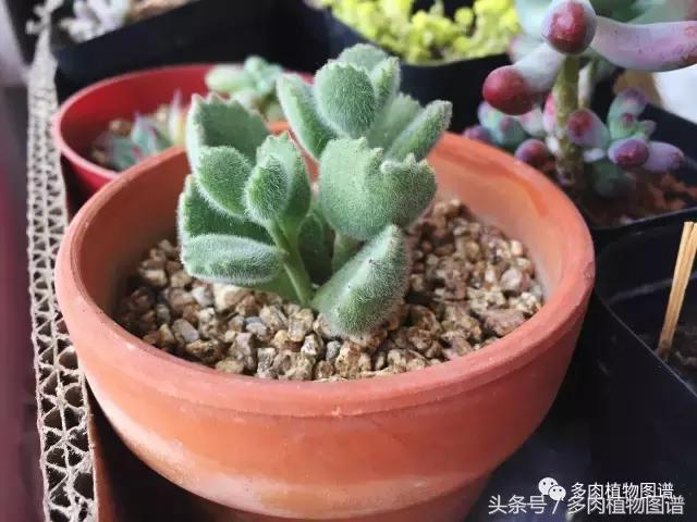 宿舍多肉品种推荐,宿舍多肉