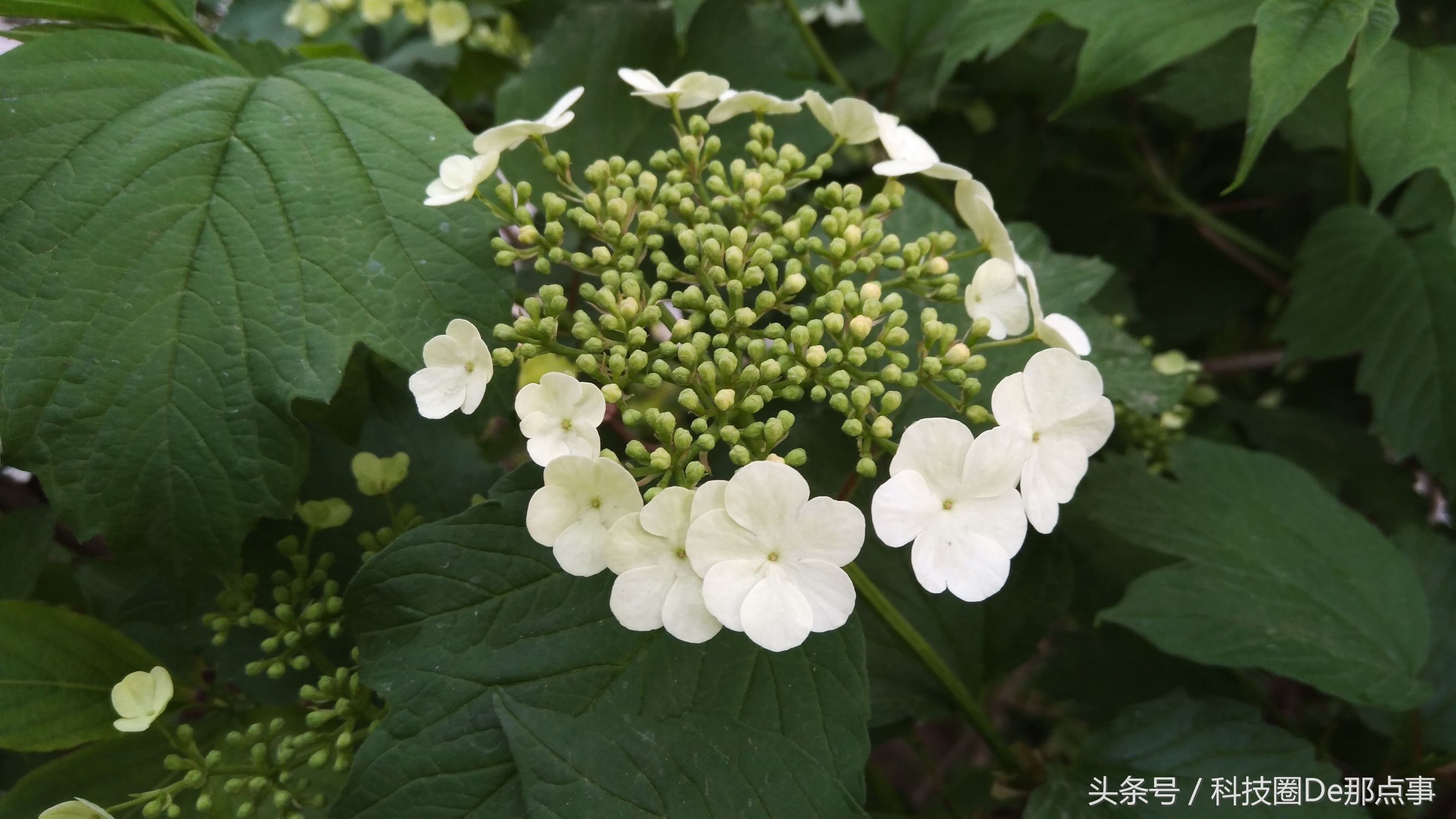 nokia6的优点与缺点,诺基亚nokia6价格表