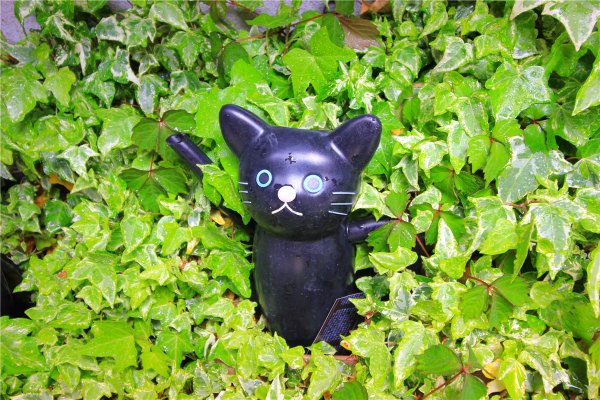 落英缤纷系列,落樱缤纷日本