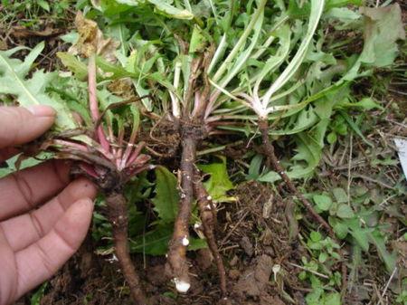 蒲公英的根和叶的疗效,蒲公英的根和叶功效一样吗