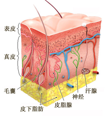 保养皮肤第一步,如何保护皮肤的皮脂膜