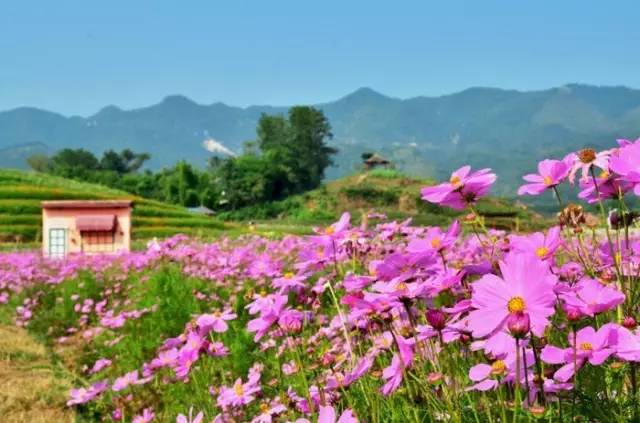 重庆五一节一日游景点推荐,五一重庆哪里玩