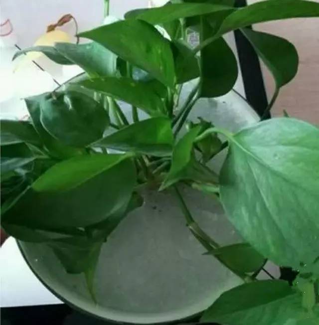 如何选购正品纸尿裤,怎么选择进口婴儿纸尿裤