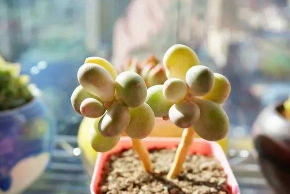 桃美人多肉叶片化水,多肉叶片化水及解决办法