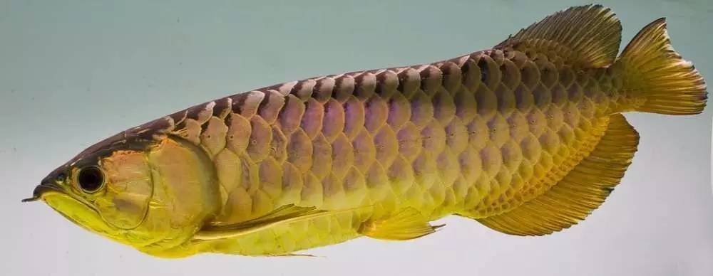 过背金龙和高背金龙的区别,高背金龙跟过背图片对比